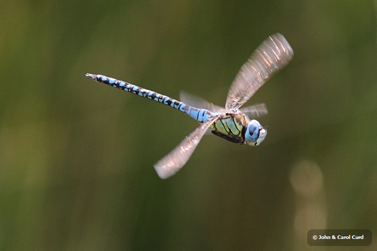IMG_1544 Aeshna affinis.JPG